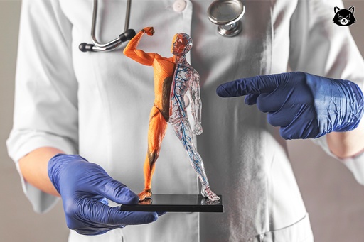 Pengantar Fisiologi Manusia